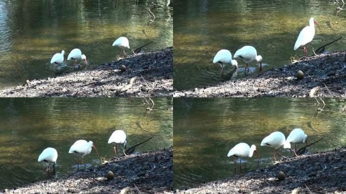三只白Ibis，Eudocimus albus，在河边觅食