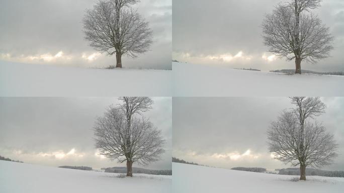 HD CRANE：冬季景观中的一棵非常古老的树