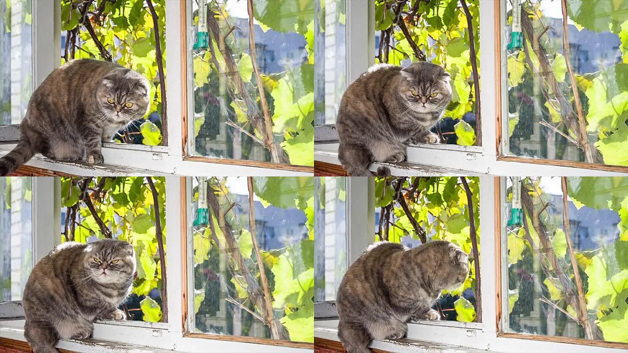 猫坐在阳台上，看着街道。