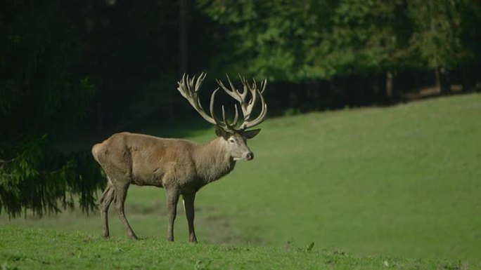 Red Deer（Hart）特写/慢镜头