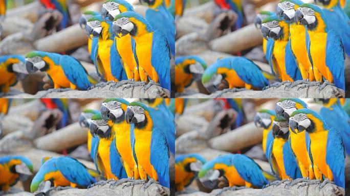 蓝色金刚鹦鹉。