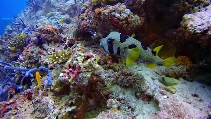 马尔代夫珊瑚礁上的黑斑豪猪