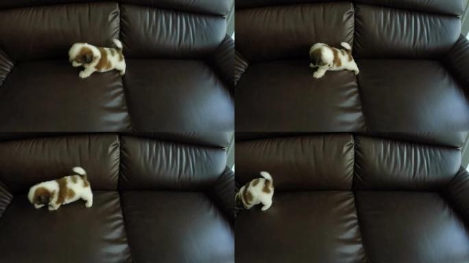 沙发上的小狗小奶狗休闲室内