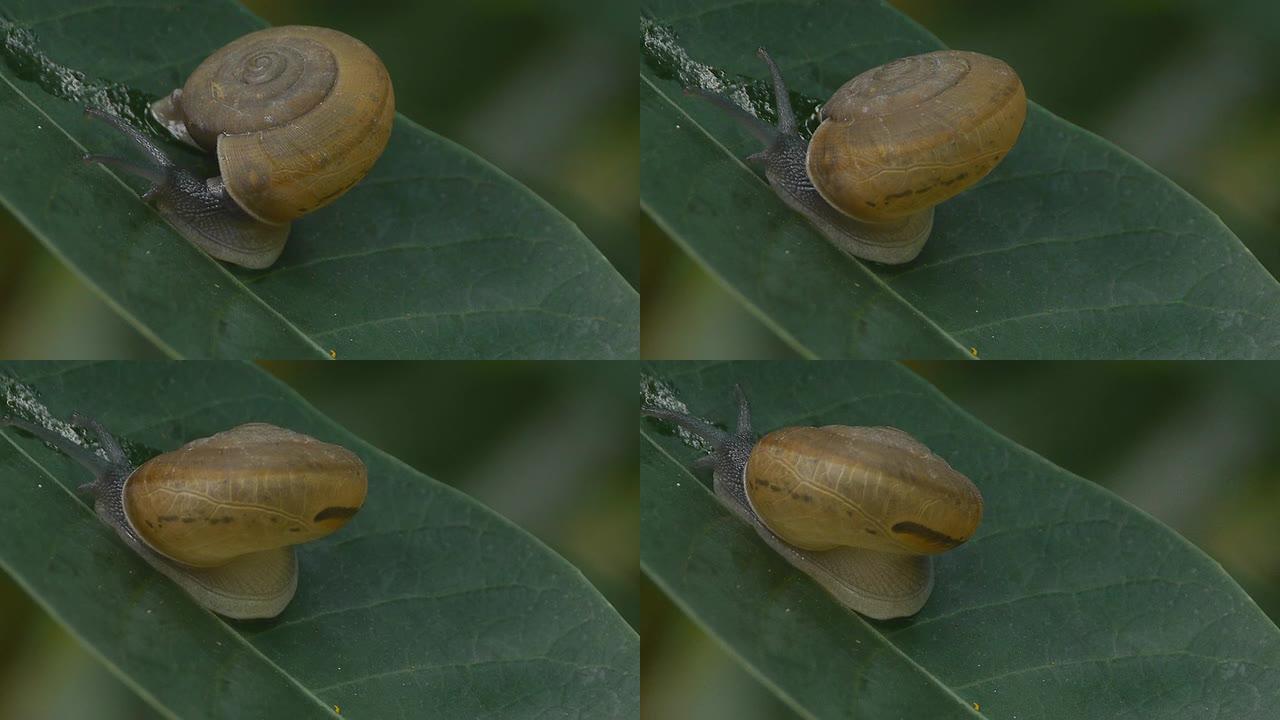 小蜗牛掉头动物生物蜗牛往上爬