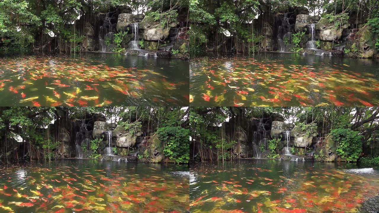 亚洲花园的瀑布和锦鲤