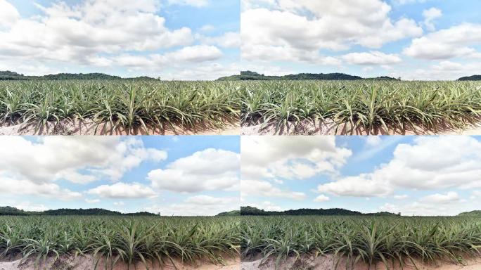 菠萝农业种植园