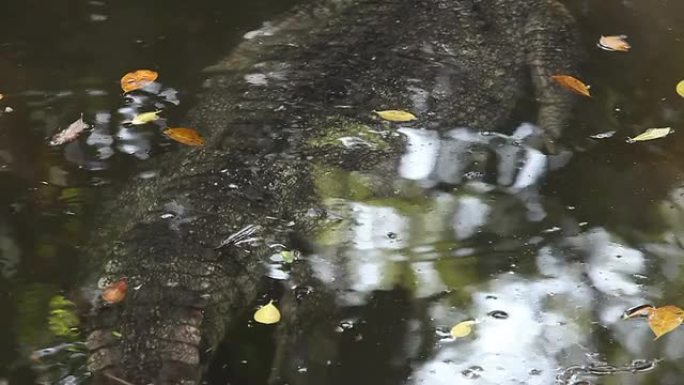 鳄鱼动物园野生动物保护生物多