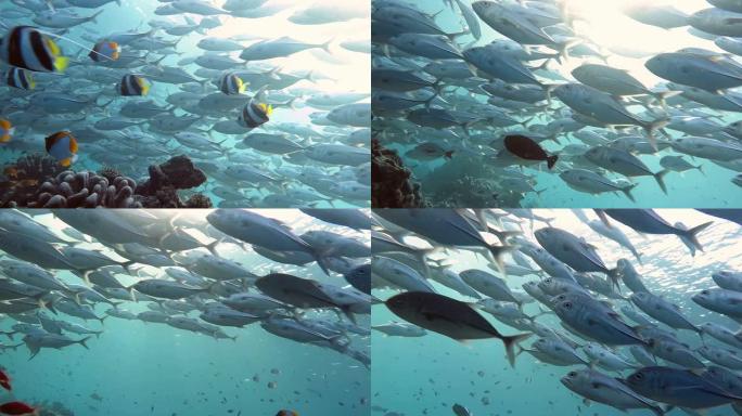 暗礁杰克鱼浅滩热带鱼群海洋大海野生动物