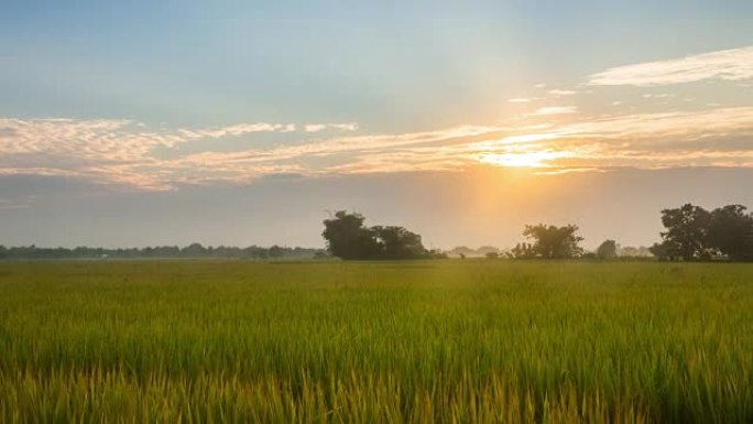 稻田和日出，延时4k格式