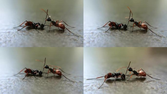两只蚂蚁打架蚂蚁触角蚂蚁交流