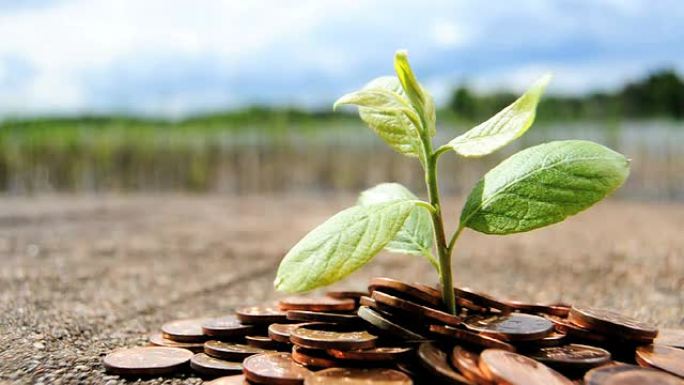 不断增长的投资-带植物的硬币