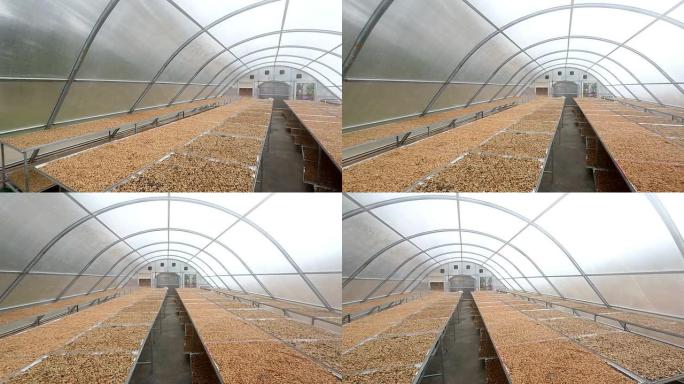 HD Panning：咖啡豆烘干太阳能种植园