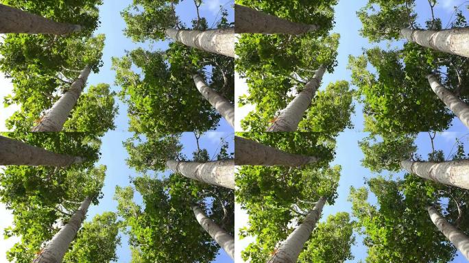 正下方的白杨树