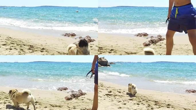 在海滩上玩耍的哈巴狗。慢动作