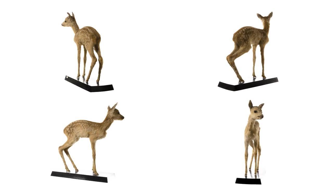 欧洲狍梅花鹿标本小鹿模型全息成像