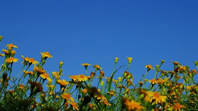 花景空镜头蓝天晴朗天气黄色小雏菊随风摆动