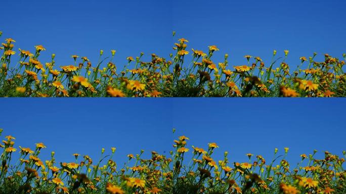 花景空镜头蓝天晴朗天气黄色小雏菊随风摆动