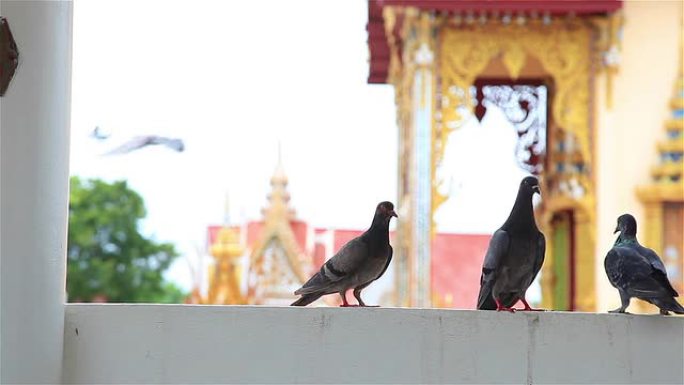 高清: 鸽子过来在阳台上散步。