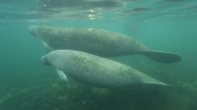 海牛海牛生物保护野生动物