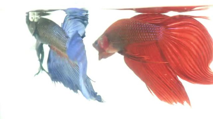红蓝连体斗鱼观赏鱼鱼类欣赏