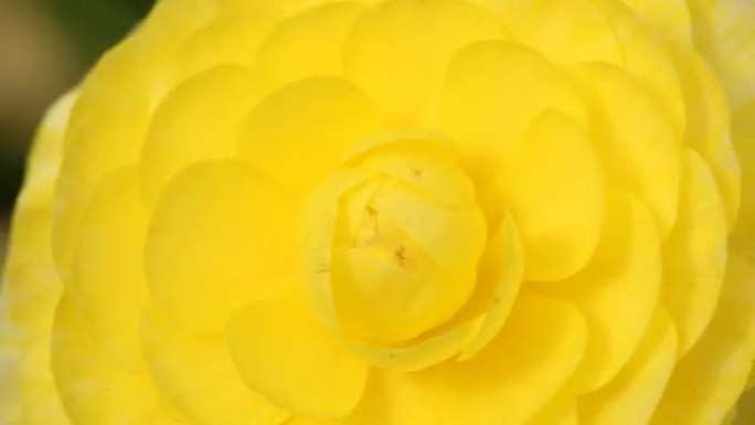 黄色毛茛花的宏观视图
