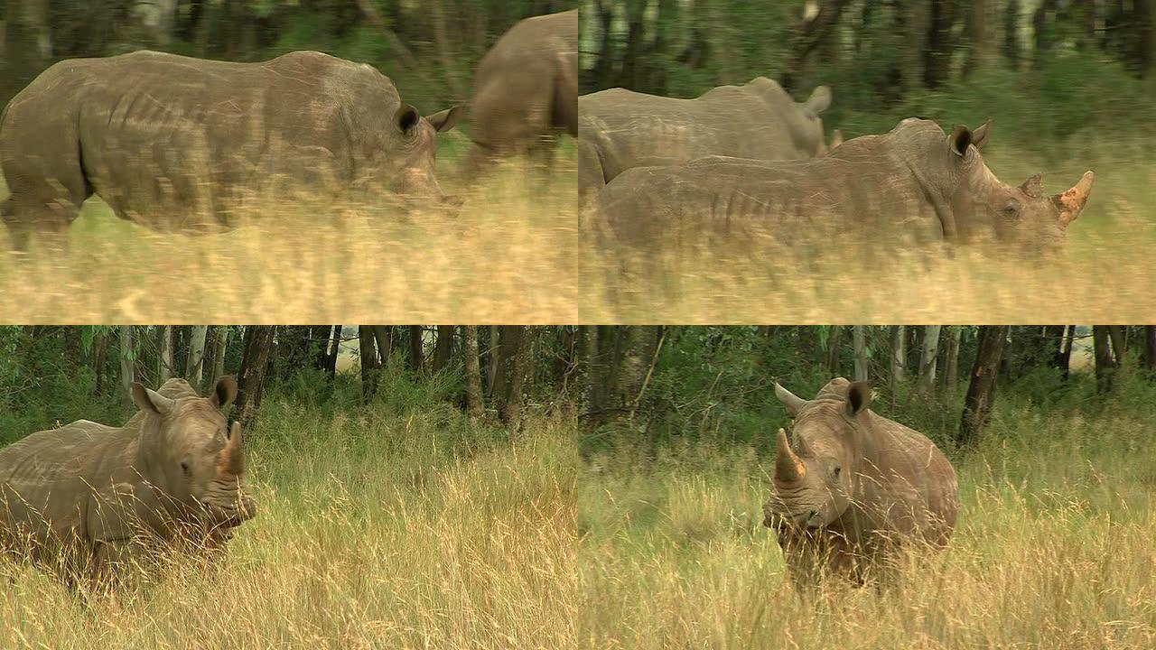 非洲的犀牛在草丛中奔跑