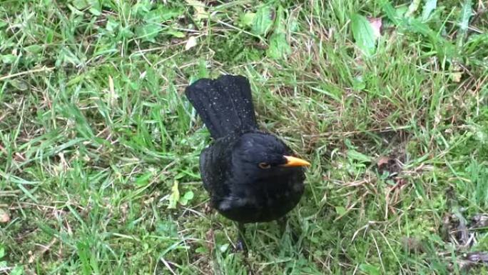 雨中的黑鸟