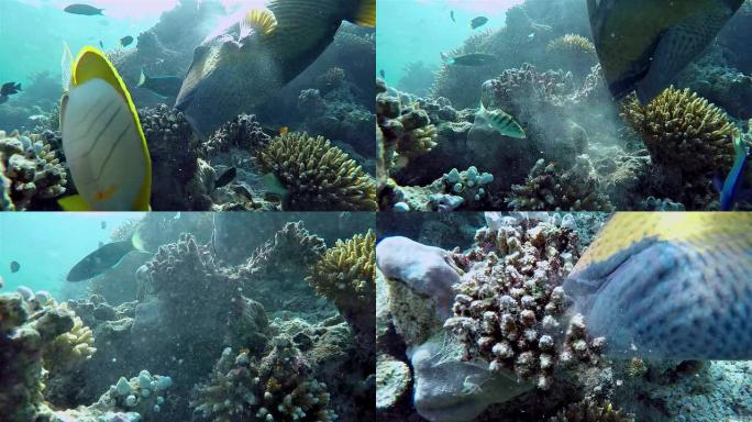 泰坦三角鱼喂养珊瑚礁上的珊瑚-马尔代夫
