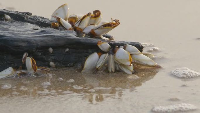 鹅藤壶海鲜贝壳类蚌