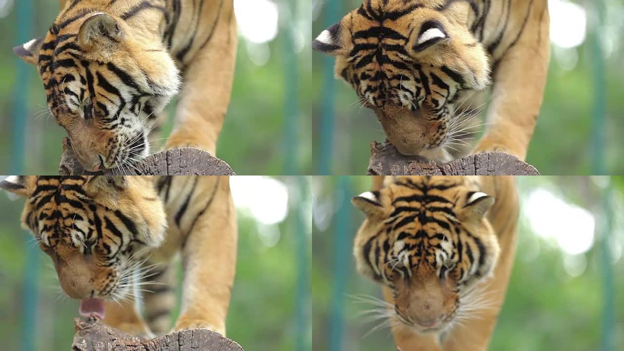 高清视频-孟加拉虎的老虎肖像。