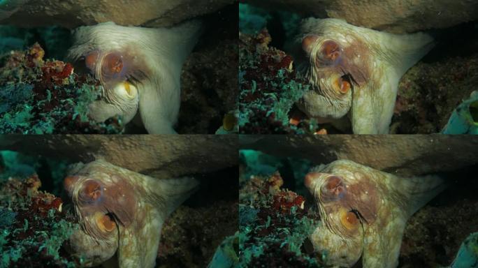 巨型章鱼在珊瑚礁中表现出神秘的行为 (4K)