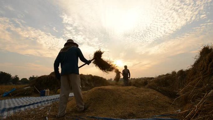 农民们正在打谷。农民们正在打谷水稻田小麦