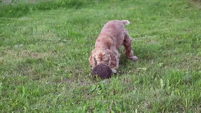 狗叫着刺猬小泰迪发现猎物公园草坪