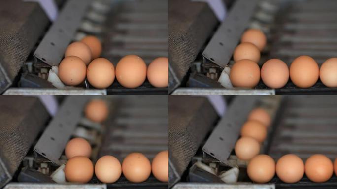 养鸡场的鸡蛋分类。
