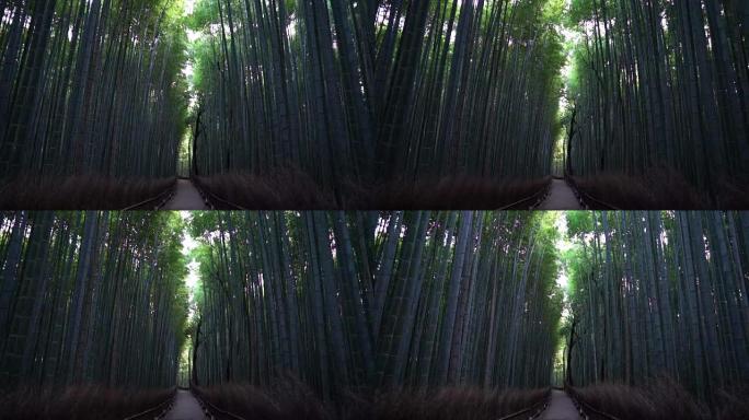 岚山的竹林