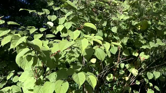 日本虎杖，Fallopia japonica，在苏格兰农村