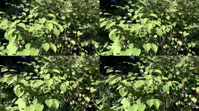 日本虎杖，Fallopia japonica，在苏格兰农村