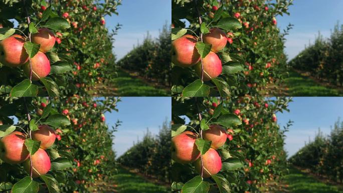 排成一排的苹果树
