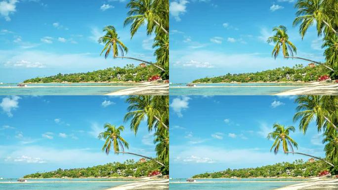 梦幻海滩椰子树