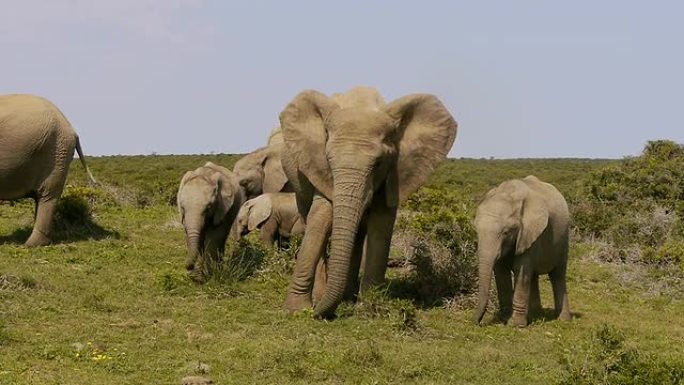 一小群大象
