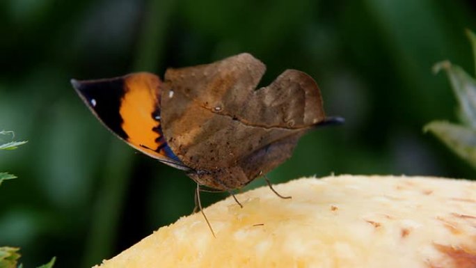 橙橡叶蝴蝶枯叶蝶特写动物保护色