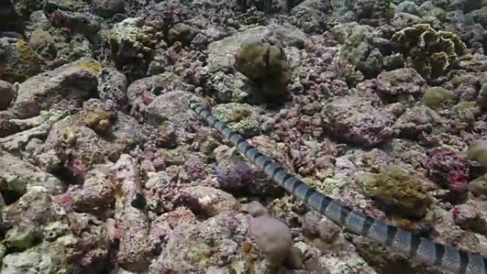 珊瑚礁海底的带状海蛇狩猎