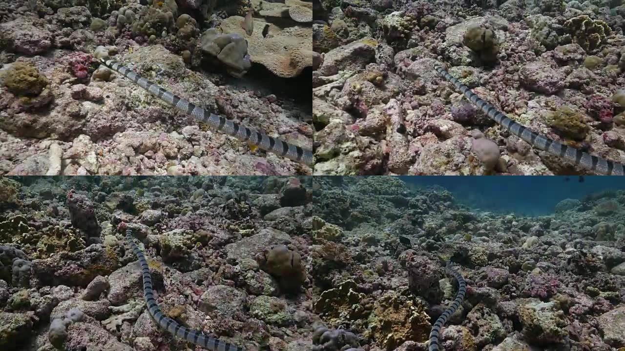 珊瑚礁海底的带状海蛇狩猎