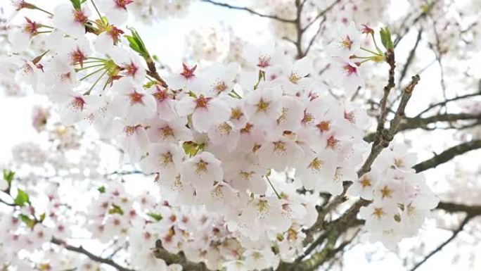 樱花树上有粉红色的花朵，日本的春天