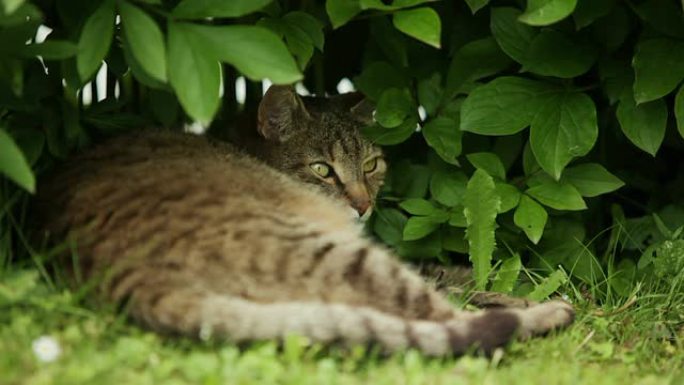 在树下休息的猫猫