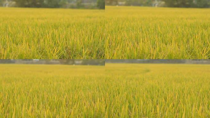 淘: 非城市领域的水稻区