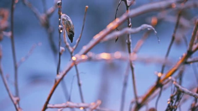 冰封的灌木树枝冬季枯萎季节