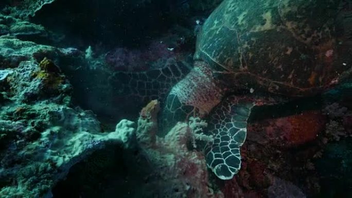 绿海龟在太平洋吃珊瑚 (4K)