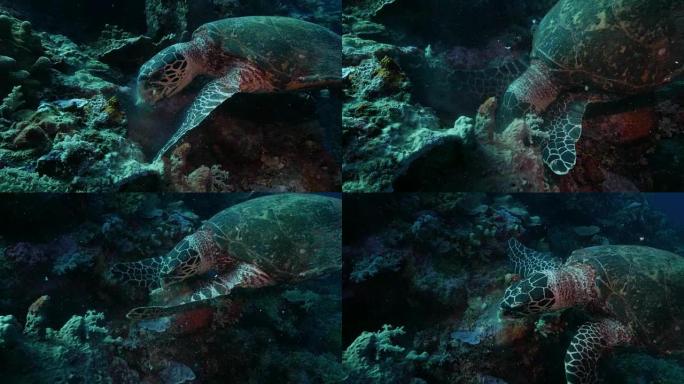 绿海龟在太平洋吃珊瑚 (4K)