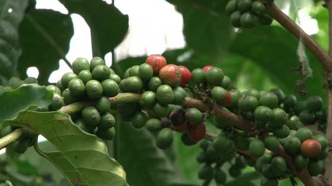 巴西咖啡种植园的公平贸易咖啡豆